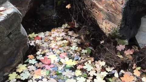 Watch: Spectacular end of autumn in the Catalinas